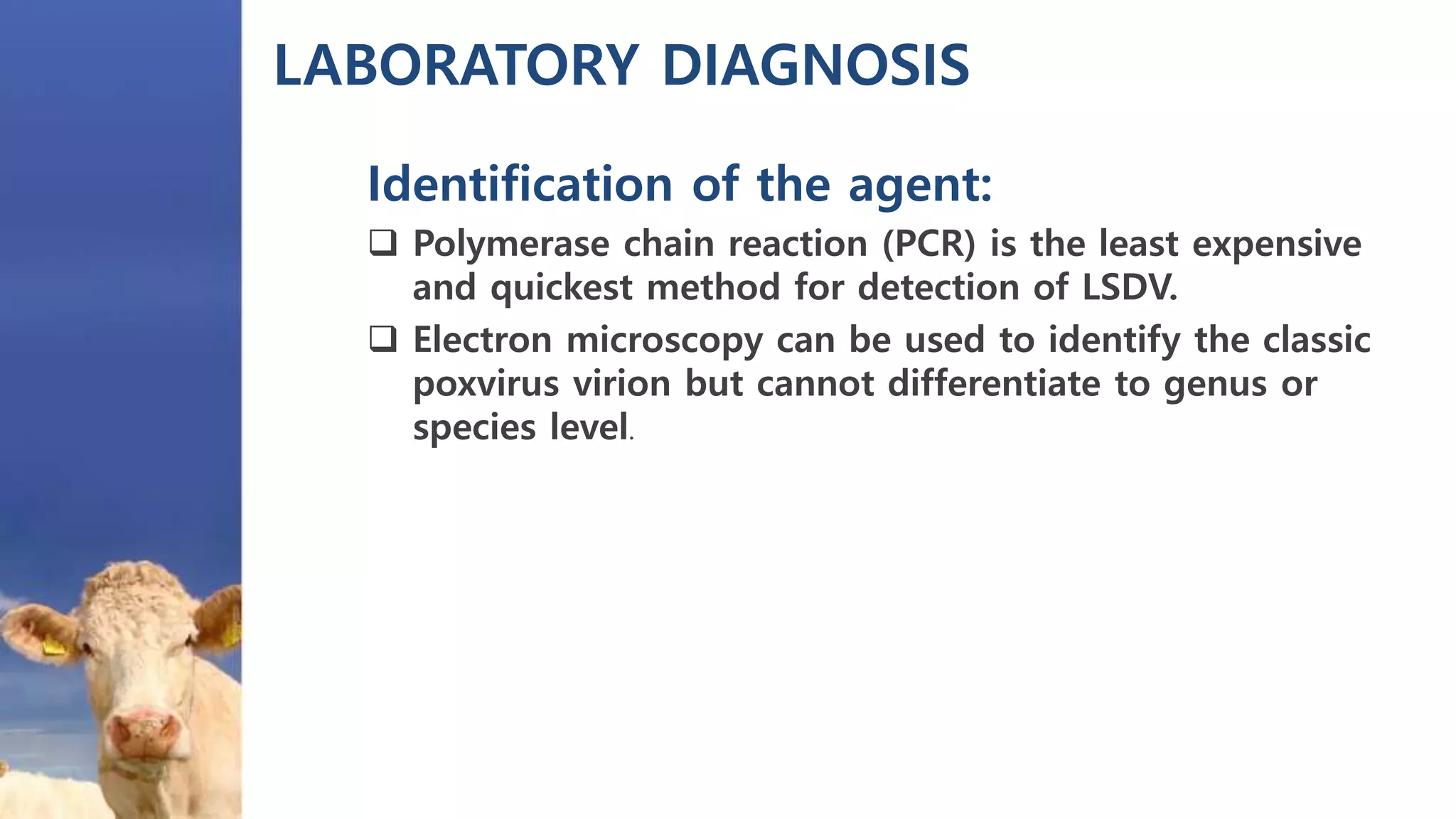 LABORATORY DIAGNOSIS
Identification of the agent:
 Polymerase chain reaction (PCR) is the least expensive
and quickest method for detection of LSDV.
 Electron microscopy can be used to identify the classic
poxvirus virion but cannot differentiate to genus or
species level.
 