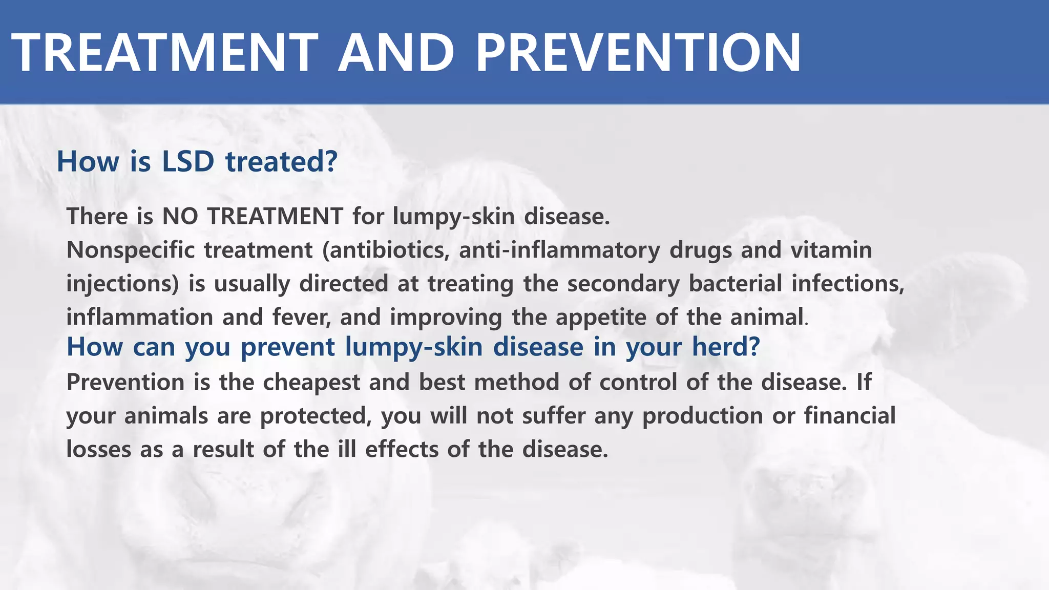 TREATMENT AND PREVENTION
How is LSD treated?
There is NO TREATMENT for lumpy-skin disease.
Nonspecific treatment (antibiotics, anti-inflammatory drugs and vitamin
injections) is usually directed at treating the secondary bacterial infections,
inflammation and fever, and improving the appetite of the animal.
How can you prevent lumpy-skin disease in your herd?
Prevention is the cheapest and best method of control of the disease. If
your animals are protected, you will not suffer any production or financial
losses as a result of the ill effects of the disease.
 