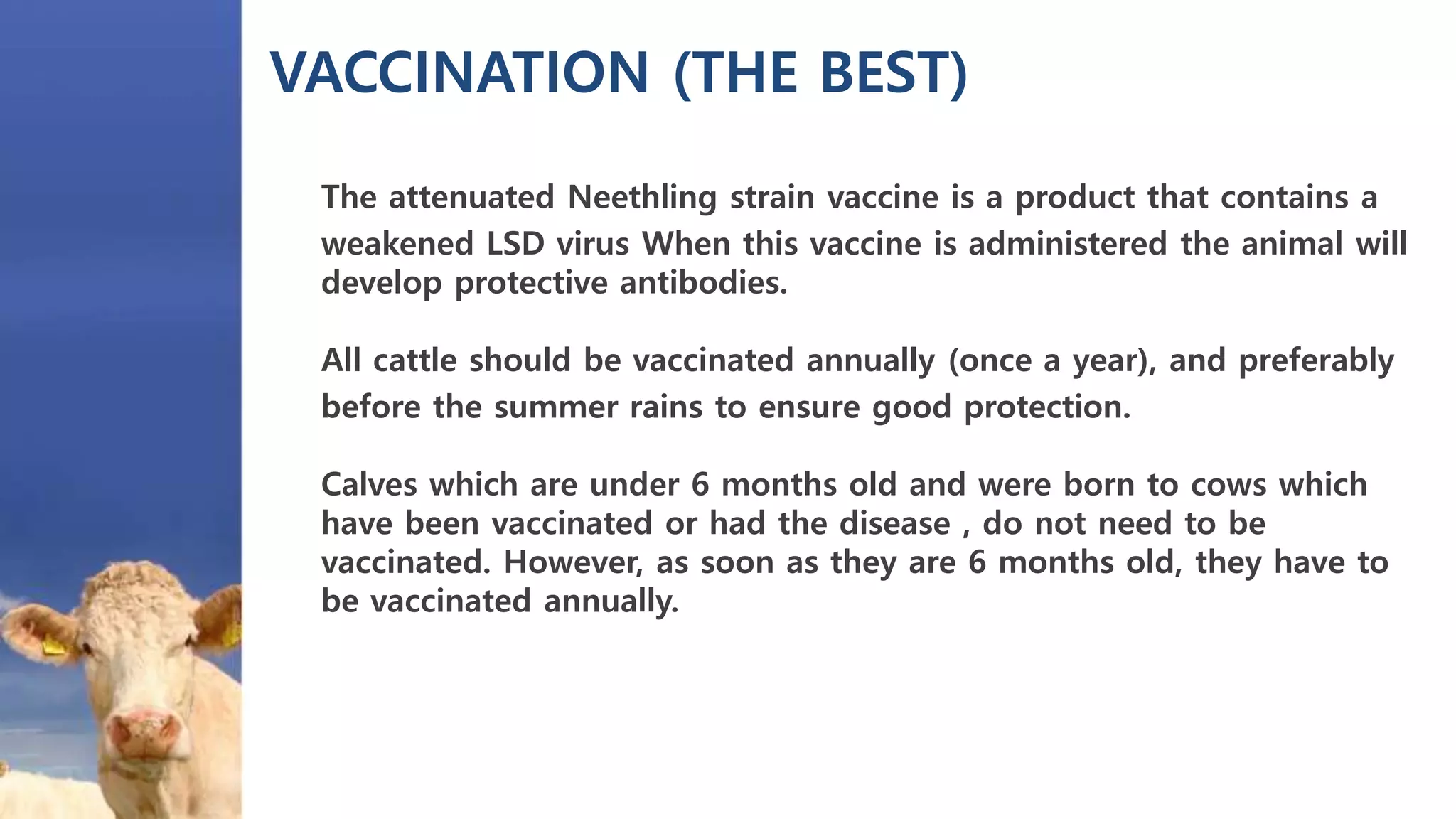 VACCINATION (THE BEST)
The attenuated Neethling strain vaccine is a product that contains a
weakened LSD virus When this vaccine is administered the animal will
develop protective antibodies.
All cattle should be vaccinated annually (once a year), and preferably
before the summer rains to ensure good protection.
Calves which are under 6 months old and were born to cows which
have been vaccinated or had the disease , do not need to be
vaccinated. However, as soon as they are 6 months old, they have to
be vaccinated annually.
 