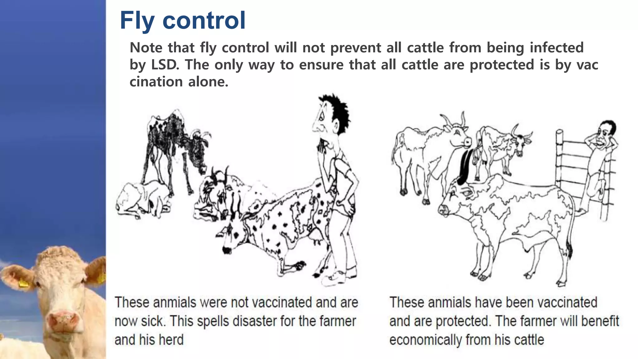 Fly control
Note that fly control will not prevent all cattle from being infected
by LSD. The only way to ensure that all cattle are protected is by vac
cination alone.
 