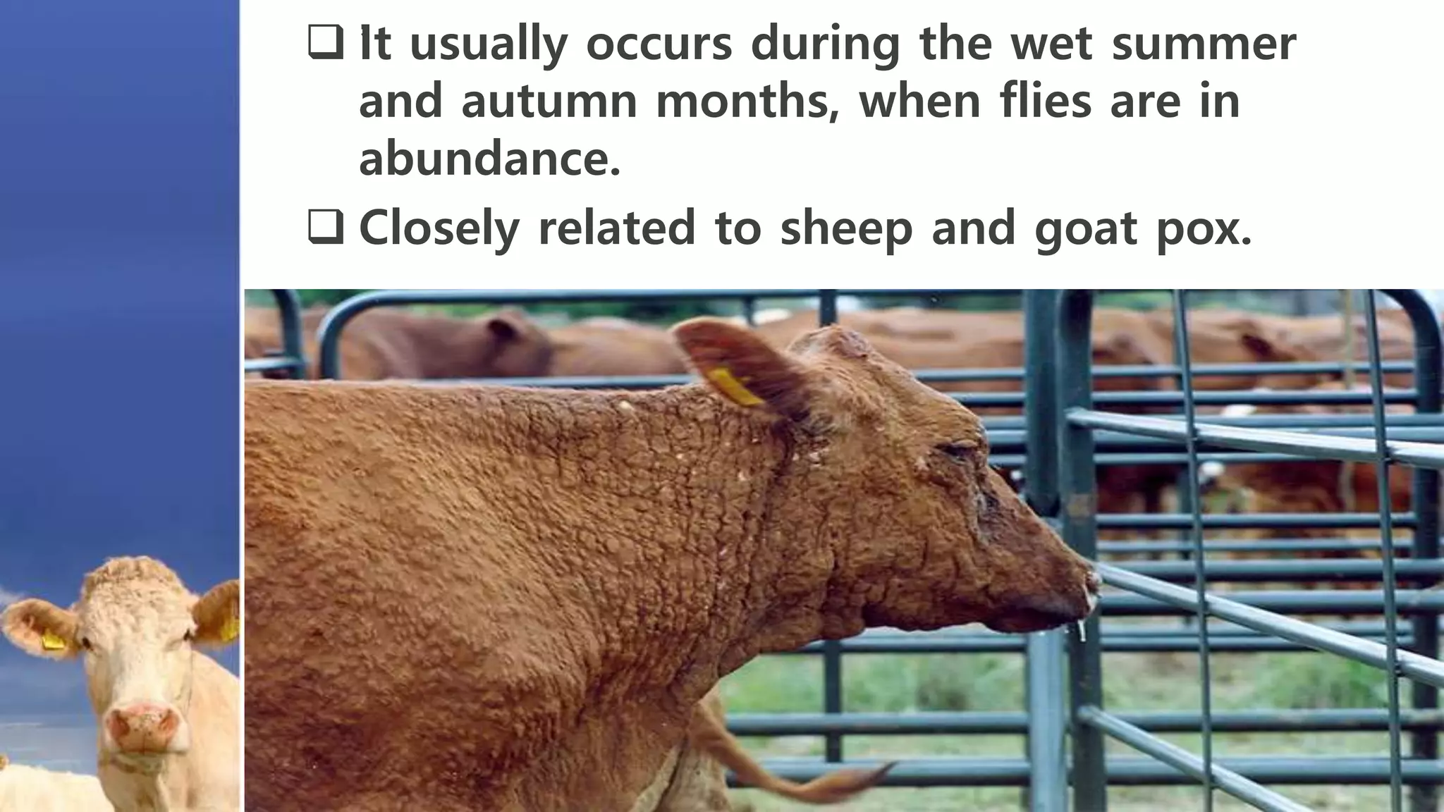  ’It usually occurs during the wet summer
and autumn months, when flies are in
abundance.
 Closely related to sheep and goat pox.
 