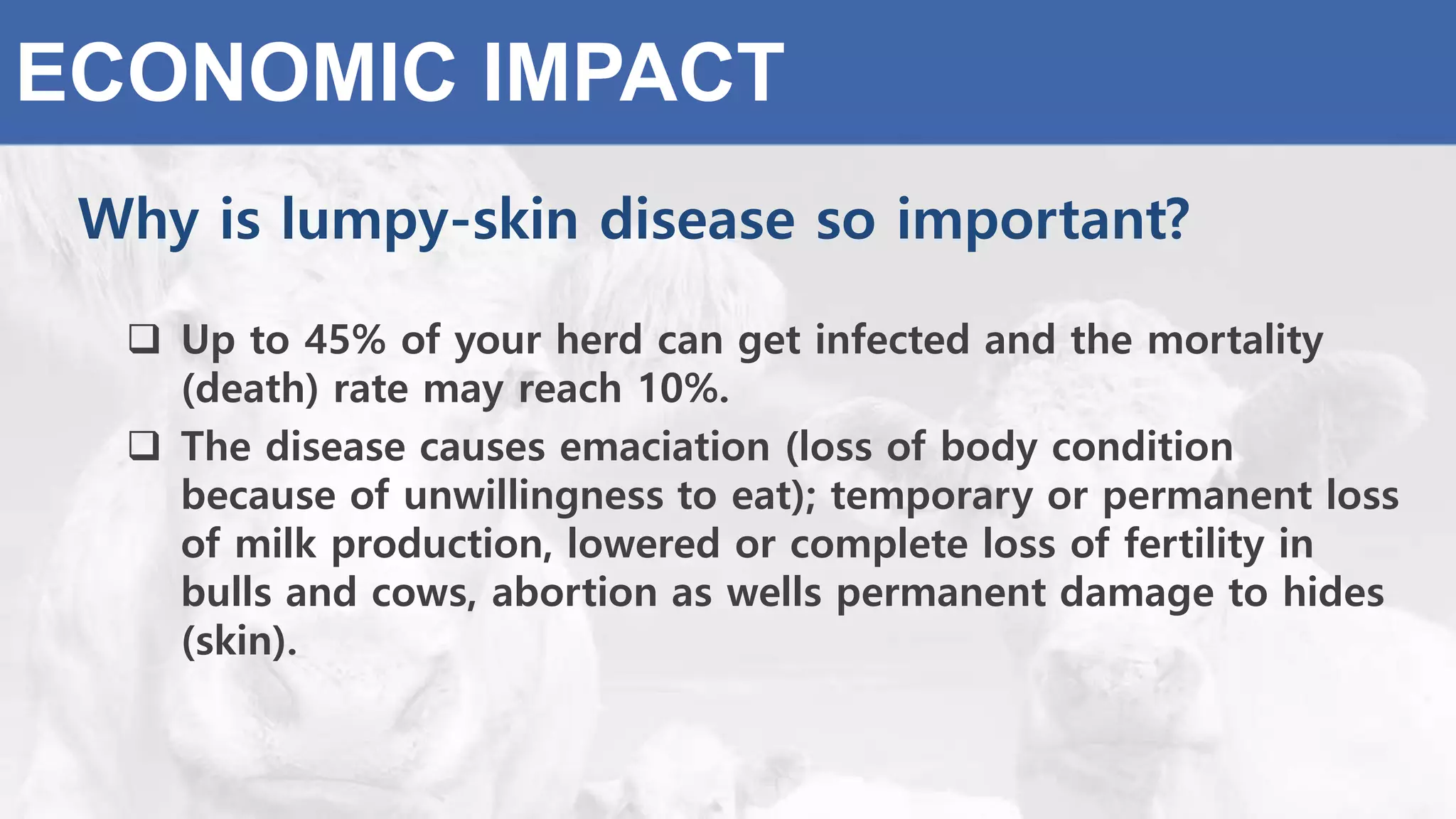 ECONOMIC IMPACT
Why is lumpy-skin disease so important?
 Up to 45% of your herd can get infected and the mortality
(death) rate may reach 10%.
 The disease causes emaciation (loss of body condition
because of unwillingness to eat); temporary or permanent loss
of milk production, lowered or complete loss of fertility in
bulls and cows, abortion as wells permanent damage to hides
(skin).
 