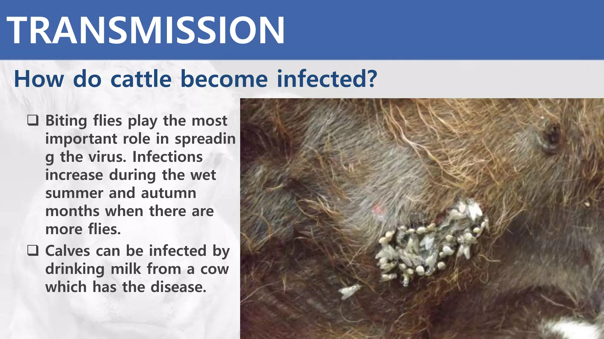 TRANSMISSION
How do cattle become infected?
 Biting flies play the most
important role in spreadin
g the virus. Infections
increase during the wet
summer and autumn
months when there are
more flies.
 Calves can be infected by
drinking milk from a cow
which has the disease.
 