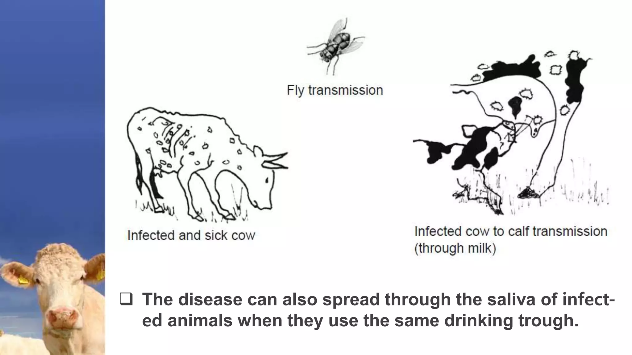  The disease can also spread through the saliva of infect-
ed animals when they use the same drinking trough.
.
 