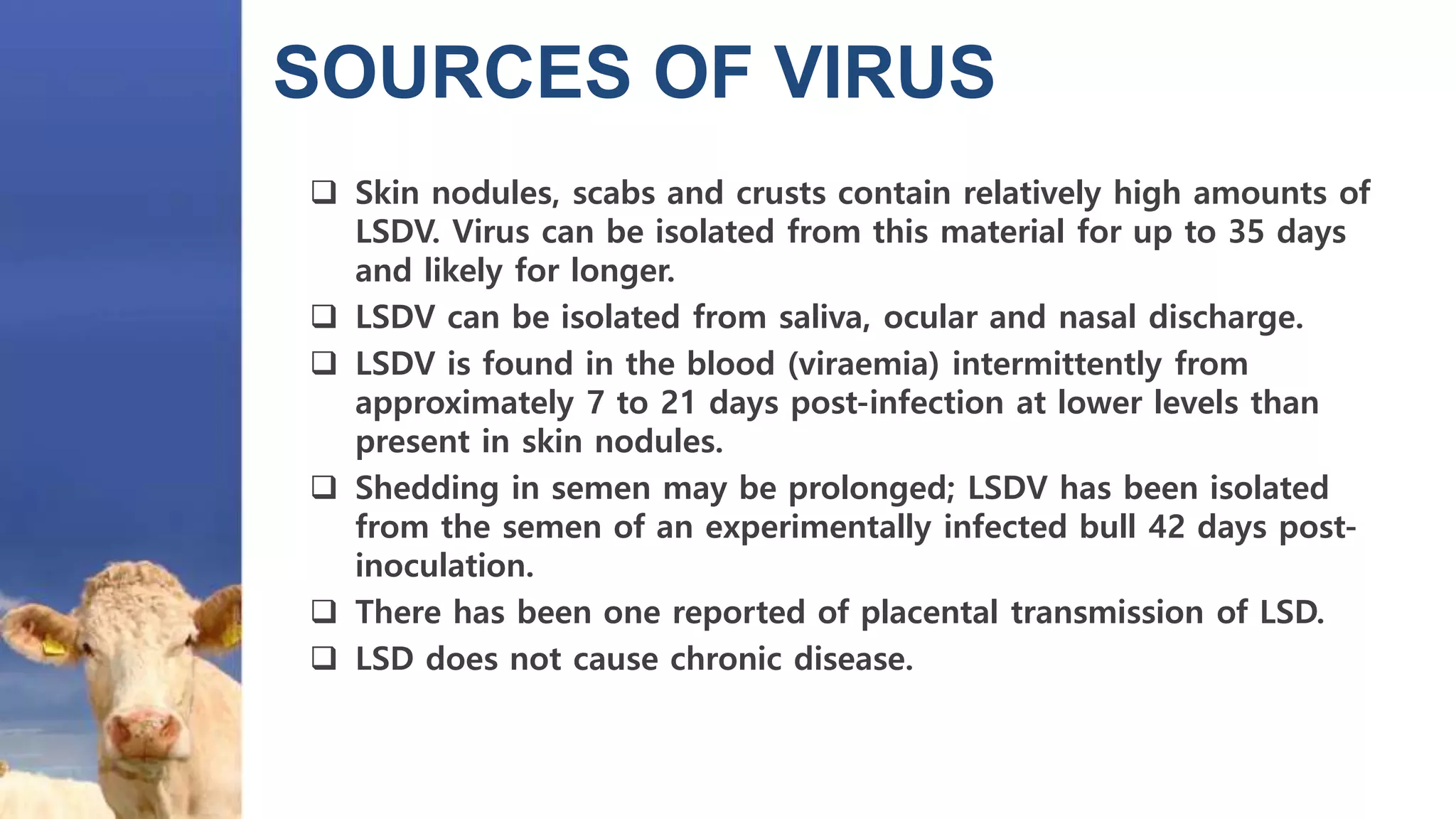 SOURCES OF VIRUS
 Skin nodules, scabs and crusts contain relatively high amounts of
LSDV. Virus can be isolated from this material for up to 35 days
and likely for longer.
 LSDV can be isolated from saliva, ocular and nasal discharge.
 LSDV is found in the blood (viraemia) intermittently from
approximately 7 to 21 days post-infection at lower levels than
present in skin nodules.
 Shedding in semen may be prolonged; LSDV has been isolated
from the semen of an experimentally infected bull 42 days post-
inoculation.
 There has been one reported of placental transmission of LSD.
 LSD does not cause chronic disease.
 