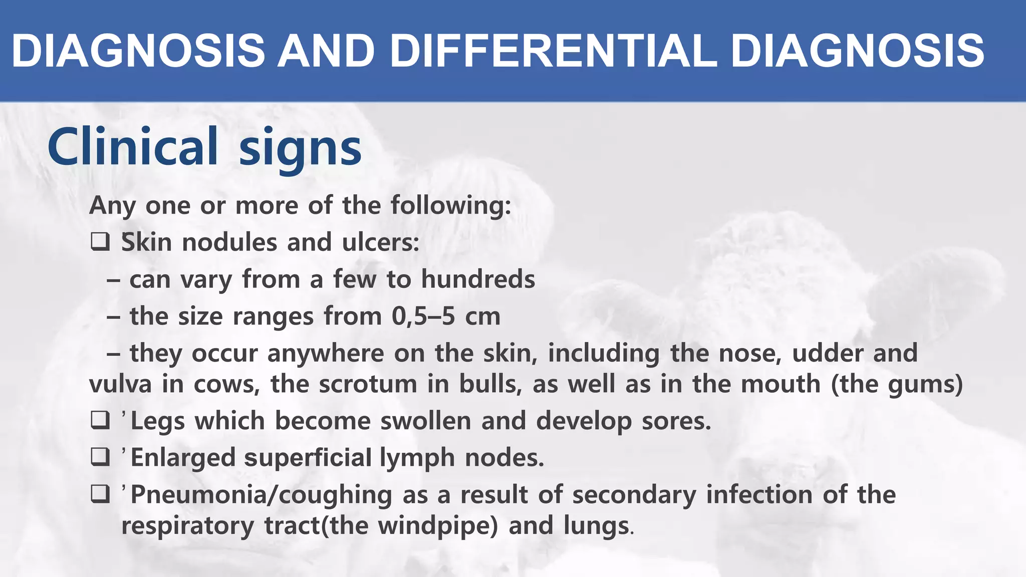 DIAGNOSIS AND DIFFERENTIAL DIAGNOSIS
Clinical signs
Any one or more of the following:
 ’Skin nodules and ulcers:
– can vary from a few to hundreds
– the size ranges from 0,5–5 cm
– they occur anywhere on the skin, including the nose, udder and
vulva in cows, the scrotum in bulls, as well as in the mouth (the gums)
 ’Legs which become swollen and develop sores.
 ’Enlarged superficial lymph nodes.
 ’Pneumonia/coughing as a result of secondary infection of the
respiratory tract(the windpipe) and lungs.
 