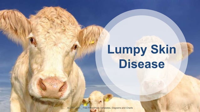 Lumpy skin disease- ppt file | PPTX | Infectious Diseases | Diseases ...