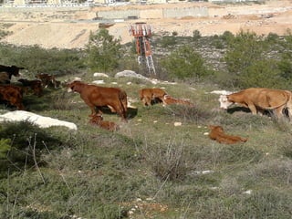 Cows at kefar haoranim