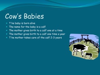 Cow’s Babies T he baby is born alive The name for the baby is a calf The mother gives birth to a calf one at a time The mother gives birth to a calf one time a year T he mother takes care of the calf 2-3 years 