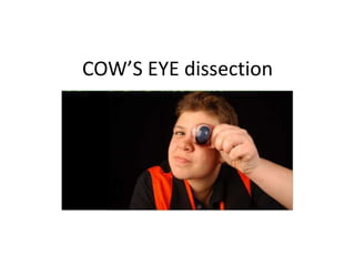 COW’S EYE dissection
 
