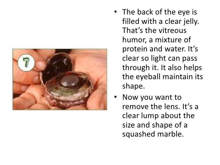 Cow S Eye Dissection Instructions Cow S Eye Dissection Instructions
