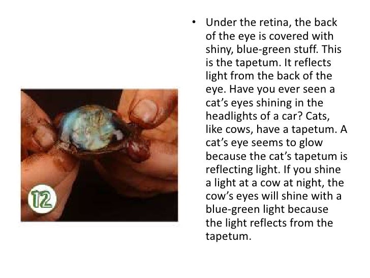 Cow's Eye Dissection Instructions