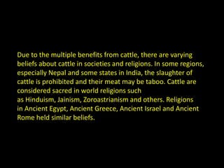 Cows Rights Cows have full democratic rights on indian roads | PPTX
