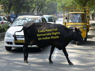 Cows have full democratic rights on indian roads