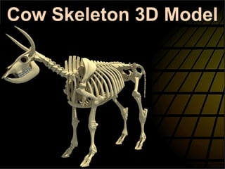 Cow Skeleton 3D Model
 