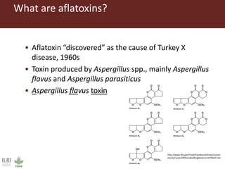 What are aflatoxins?
• Aflatoxin “discovered” as the cause of Turkey X
disease, 1960s
• Toxin produced by Aspergillus spp., mainly Aspergillus
flavus and Aspergillus parasiticus
• Aspergillus flavus toxin
http://www.fda.gov/Food/FoodborneIllnessContam
inants/CausesOfIllnessBadBugBook/ucm070664.htm
 