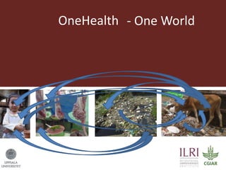 Lots of cows on the road. The way from postdoc to docent in East Africa and India