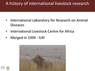 Lots of cows on the road. The way from postdoc to docent in East Africa and India