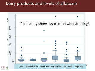 Lots of cows on the road. The way from postdoc to docent in East Africa and India