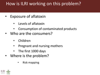 Lots of cows on the road. The way from postdoc to docent in East Africa and India