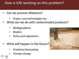 Lots of cows on the road. The way from postdoc to docent in East Africa and India