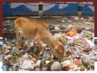 Lots of cows on the road. The way from postdoc to docent in East Africa and India