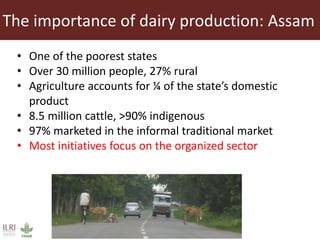 Lots of cows on the road. The way from postdoc to docent in East Africa and India