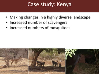 Lots of cows on the road. The way from postdoc to docent in East Africa and India