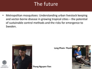 Lots of cows on the road. The way from postdoc to docent in East Africa and India