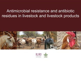 Lots of cows on the road. The way from postdoc to docent in East Africa and India