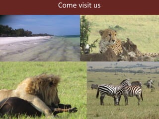 Lots of cows on the road. The way from postdoc to docent in East Africa and India