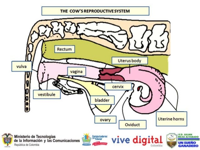 Cow's reproductive system