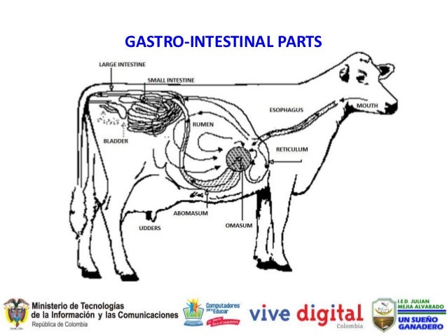 Cow's reproductive system