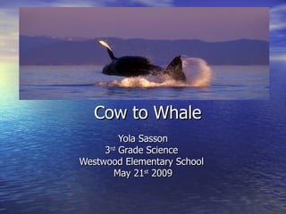 Cow to Whale Yola Sasson 3 rd  Grade Science  Westwood Elementary School  May 21 st  2009 