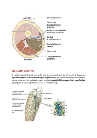 DRENAGEM LINFÁTICA
A região inguinal da coxa apresenta uma grande quantidade de linfonodos ( linfonodos
inguinais superficiais e linfonodos inguinais profundos), é para eles a maior parte da linfa do
membro inferior é drenada pelos vasos linfáticos (vasos linfáticos superficiais e profundos)
que seguem as veias superficiais (p. ex., as veias safenas)
 