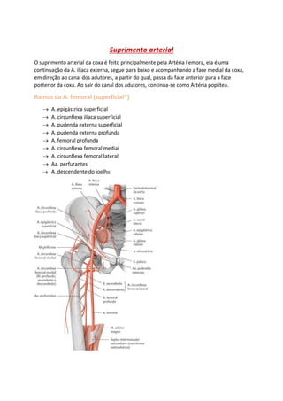 Suprimento arterial
O suprimento arterial da coxa é feito principalmente pela Artéria Femora, ela é uma
continuação da A. ilíaca externa, segue para baixo e acompanhando a face medial da coxa,
em direção ao canal dos adutores, a partir do qual, passa da face anterior para a face
posterior da coxa. Ao sair do canal dos adutores, continua-se como Artéria poplítea.
Ramos da A. femoral (superficial*)
→ A. epigástrica superficial
→ A. circunflexa ilíaca superficial
→ A. pudenda externa superficial
→ A. pudenda externa profunda
→ A. femoral profunda
→ A. circunflexa femoral medial
→ A. circunflexa femoral lateral
→ Aa. perfurantes
→ A. descendente do joelho
 