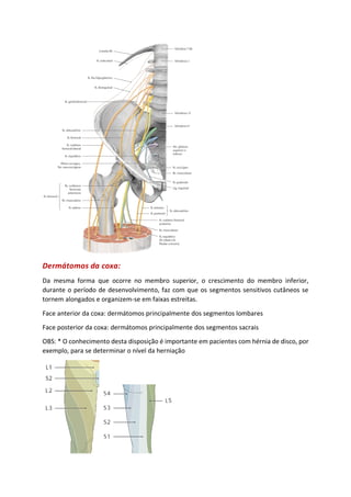 Dermátomos da coxa:
Da mesma forma que ocorre no membro superior, o crescimento do membro inferior,
durante o período de desenvolvimento, faz com que os segmentos sensitivos cutâneos se
tornem alongados e organizem-se em faixas estreitas.
Face anterior da coxa: dermátomos principalmente dos segmentos lombares
Face posterior da coxa: dermátomos principalmente dos segmentos sacrais
OBS: * O conhecimento desta disposição é importante em pacientes com hérnia de disco, por
exemplo, para se determinar o nível da herniação
 