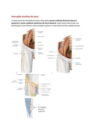 Inervação sensitiva da coxa:
A maior parte da inervação da coxa é feita pelos nervos cutâneos femorais lateral e
posterior e ramos cutâneos anteriores do nervo femoral, cujos nomes descrevem sua
distribuição. Esses últimos ramos também suprem a maior parte da face medial da coxa.
 