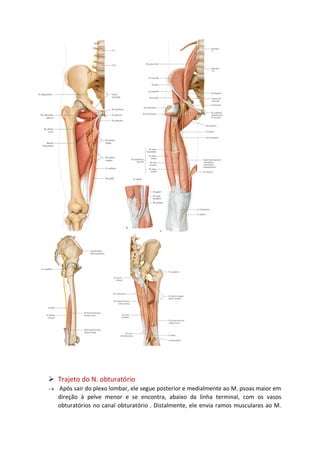 ➢ Trajeto do N. obturatório
→ Após sair do plexo lombar, ele segue posterior e medialmente ao M. psoas maior em
direção à pelve menor e se encontra, abaixo da linha terminal, com os vasos
obturatórios no canal obturatório . Distalmente, ele envia ramos musculares ao M.
 