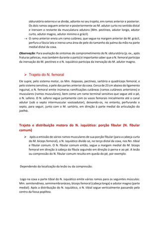 obturatório externo e se divide, adiante no seu trajeto, em ramos anterior e posterior.
Os dois ramos seguem anterior e posteriormente ao M. adutor curto no sentido distal
e inervam o restante da musculatura adutora (Mm. pectíneo, adutor longo, adutor
curto, adutor magno, adutor mínimo e grácil).
→ O ramo anterior envia um ramo cutâneo, que segue na margem anterior do M. grácil,
perfura a fáscia lata e inerva uma área de pele do tamanho da palma da mão na parte
medial distal da coxa.
Observação: Para avaliação de sintomas de comprometimento do N. obturatório (p. ex., após
fraturas pélvicas, mas também durante o parto) é importante saber que o N. femoral participa
da inervação do M. pectíneo e o N. isquiático participa da inervação do M. adutor magno.
➢ Trajeto do N. femoral
Ele supre, pelo sistema motor, os Mm. iliopsoas, pectíneo, sartório e quadríceps femoral, e
pelo sistema sensitivo, a pele das partes anterior da coxa. Cerca de 23 cm abaixo do ligamento
inguinal, o N. femoral emite inúmeras ramificações cutâneas (ramos cutâneos anteriores) e
musculares (ramos musculares), bem como um ramo terminal sensitivo que segue até o pé,
o N. safeno. O N. safeno segue juntamente com os vasos femorais inicialmente até o canal
adutor (sob o septo intermuscular vastoadutor), deixando-os, no entanto, perfurando o
septo, para seguir, junto com o M. sartório, em direção à parte medial da articulação do
joelho.
Trajeto e distribuição motora do N. isquiático: porção fibular (N. fibular
comum)
➢ Após a emissão de vários ramos musculares de sua porção fibular (para a cabeça curta
do M. bíceps femoral), o N. isquiático divide-se, no terço distal da coxa, nos Nn. tibial
e fibular comum. O N. fibular comum então, segue a margem medial do M. bíceps
femoral em direção à cabeça da fíbula seguindo em direção à perna e ao pé. A lesão
ou compressão do N. fibular comum resulta em queda do pé, por exemplo.
Dependendo da localização da lesão ou da compressão:
Logo na coxa a parte tibial do N. isquiático emite vários ramos para os seguintes músculos:
Mm. semitendíneo, semimembranáceo, bíceps femoral (cabeça longa) e adutor magno (parte
medial). Após a distribuição do N. isquiático, o N. tibial segue verticalmente passando pelo
centro da fossa poplítea.
 