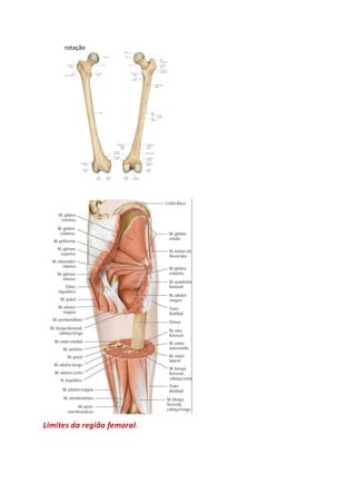 rotação
Limites da região femoral:
 