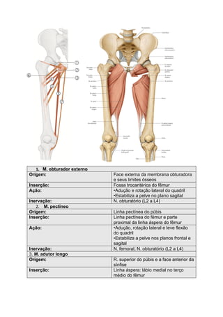 1. M. obturador externo
Origem: Face externa da membrana obturadora
e seus limites ósseos
Inserção: Fossa trocantérica do fêmur
Ação: •Adução e rotação lateral do quadril
•Estabiliza a pelve no plano sagital
Inervação: N. obturatório (L2 a L4)
2. M. pectíneo
Origem: Linha pectínea do púbis
Inserção: Linha pectínea do fêmur e parte
proximal da linha áspera do fêmur
Ação: •Adução, rotação lateral e leve flexão
do quadril
•Estabiliza a pelve nos planos frontal e
sagital
Inervação: N. femoral, N. obturatório (L2 a L4)
3. M. adutor longo
Origem: R. superior do púbis e a face anterior da
sínfise
Inserção: Linha áspera: lábio medial no terço
médio do fêmur
 