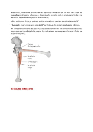 Coxa direita, vista lateral. O fêmur em 80° de flexão é mostrado em cor mais clara. Além de
sua ação primária como adutores, os dois músculos também podem ser ativos na flexão e na
extensão, dependendo da posição da articulação.
•Eles auxiliam na flexão, a partir da posição neutra (zero grau) até aproximadamente 70°
•Suas ações invertem-se após cerca de 80° de flexão, e eles tornam-se ativos na extensão.
Os componentes flexores dos dois músculos são transformados em componentes extensores
assim que sua inserção (a linha áspera) fica mais alta do que sua origem (o ramo inferior ou
superior do púbis).
Músculos extensores
 