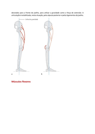 desviados para a frente do joelho, para utilizar a gravidade como a força de extensão. A
articulação é estabilizada, nesta situação, pela cápsula posterior e pelos ligamentos do joelho.
Músculos flexores
 