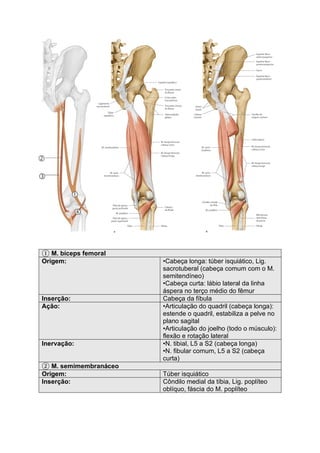 ① M. bíceps femoral
Origem: •Cabeça longa: túber isquiático, Lig.
sacrotuberal (cabeça comum com o M.
semitendíneo)
•Cabeça curta: lábio lateral da linha
áspera no terço médio do fêmur
Inserção: Cabeça da fíbula
Ação: •Articulação do quadril (cabeça longa):
estende o quadril, estabiliza a pelve no
plano sagital
•Articulação do joelho (todo o músculo):
flexão e rotação lateral
Inervação: •N. tibial, L5 a S2 (cabeça longa)
•N. fibular comum, L5 a S2 (cabeça
curta)
② M. semimembranáceo
Origem: Túber isquiático
Inserção: Côndilo medial da tíbia, Lig. poplíteo
oblíquo, fáscia do M. poplíteo
 