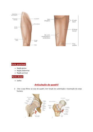 Parte proximal:
→ Região glutea
→ Região abdominal
→ Região perineal
Parte distal:
→ Joelho
Articulação do quadril
➢ Une o osso fêmur ao osso do quadril, tem função de sustentação e locomoção do corpo
humano.
 