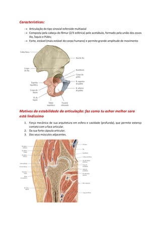 Características:
→ Articulação do tipo sinovial esferoide multiaxial
→ Composta pela cabeça do fêmur (2/3 esférica) pelo acetábulo, formado pela união dos ossos
ílio, Ísquio e Púbis;
→ Forte, estável (mais estável do corpo humano) e permite grande amplitude de movimento
Motivos da estabilidade da articulação: faz como tu achar melhor sara
está lindíssimo
1. Força mecânica de sua arquitetura em esfera e cavidade (profunda), que permite extenso
contato com a face articular.
2. Da sua forte cápsula articular;
3. Dos seus músculos adjacentes.
 