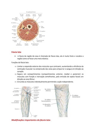 Fáscia lata
➢ A fáscia da região da coxa é chamada de fáscia lata, ela é muito forte e recobre a
região como se fosse uma meia elástica.
Funções da fáscia lata:
→ Limitar a expansão externa dos músculos que contraem, aumentando a eficiência da
contração muscular na compressão das veias para empurrar o sangue em direção ao
coração.
→ Separa em compartimentos (compartimentos anterior, medial e posterior) os
músculos com função e inervação semelhantes, pela emissão de septos faciais em
direção ao osso fêmur.
→ Circunda os músculos individualmente permitindo a ação independente.
Modificações importantes da fáscia lata:
 