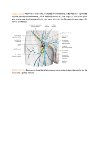 Hiato safeno: Abertura na fáscia lata, localizada inferiormente a parte medial do ligamento
inguinal, tem aproximadamente 3,75cm de comprimento e 2,5 de largura. É o local em que a
veia safena magna entra para se juntar com a veia femoral e também permite a passagem de
nervos e linfáticos.
Trato iliotibial: Espessamento da fáscia lata e aponeurose conjunta dos músculos tensor da
fáscia lata e glúteo máximo
 