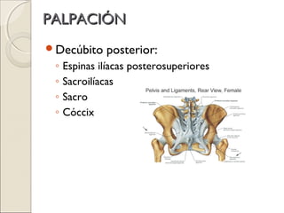 PALPACIÓN
Decúbito     posterior:
 ◦   Espinas ilíacas posterosuperiores
 ◦   Sacroilíacas
 ◦   Sacro
 ◦   Cóccix
 